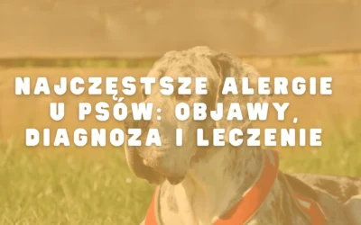 Najczęstsze alergie u psów: objawy, diagnoza i leczenie