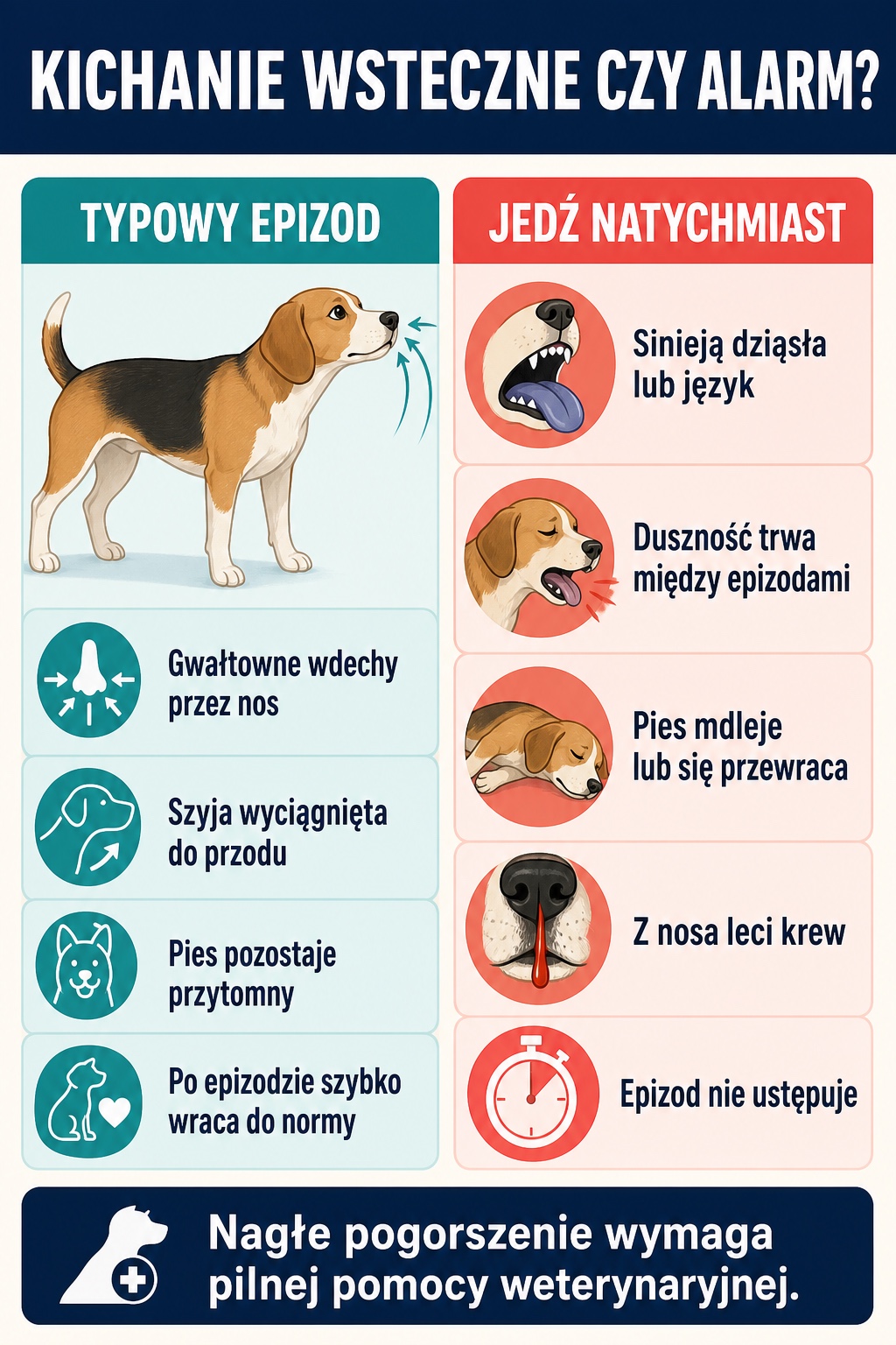 Infografika porównuje typowy epizod kichania wstecznego u psa z objawami alarmowymi wymagającymi natychmiastowej pomocy weterynaryjnej